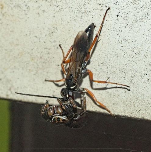 Agenioideus cinctellus